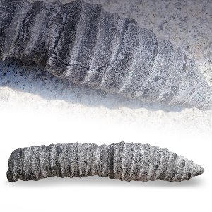 흑산호원석(희귀물품)
