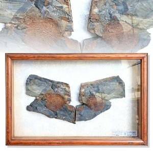 삼엽층 화석
